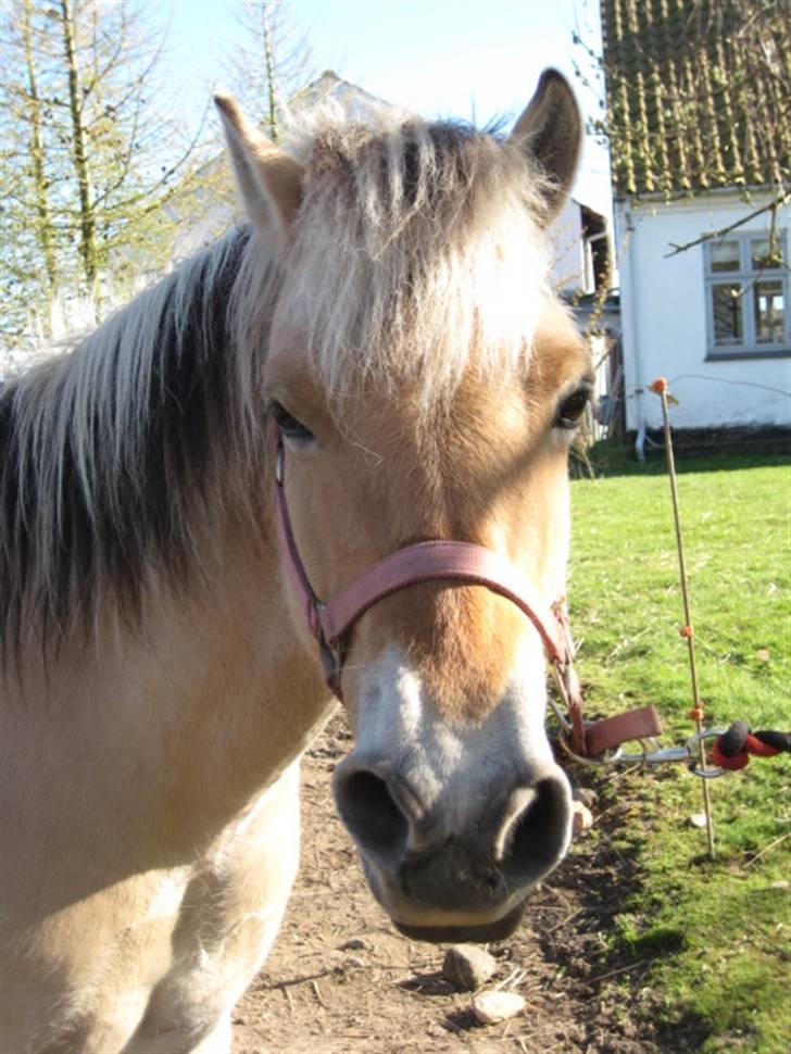 Fjordhest Tulle min gamle hest - Tulle <3 billede 1