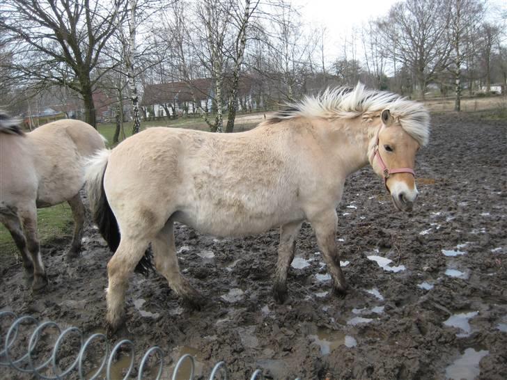 Fjordhest Tulle min gamle hest billede 2