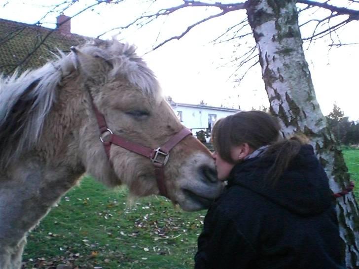 Fjordhest Tulle min gamle hest billede 3