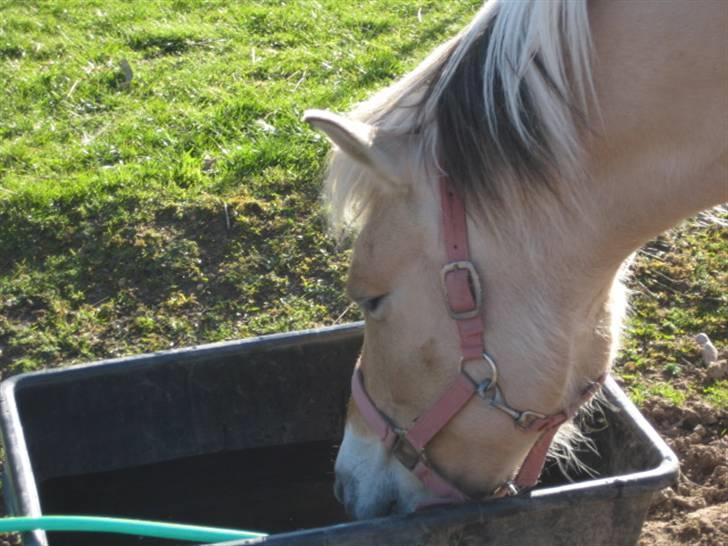 Fjordhest Tulle min gamle hest billede 4