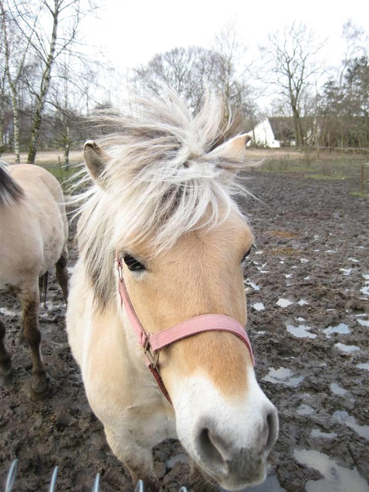 Fjordhest Tulle min gamle hest billede 5