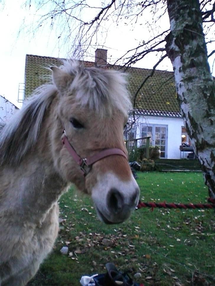 Fjordhest Tulle min gamle hest billede 6