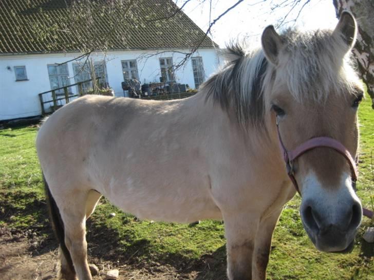 Fjordhest Tulle min gamle hest billede 7