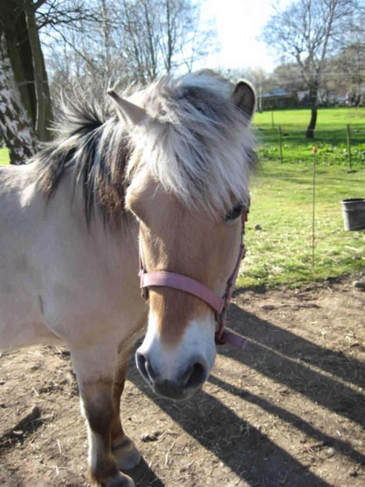 Fjordhest Tulle min gamle hest billede 8