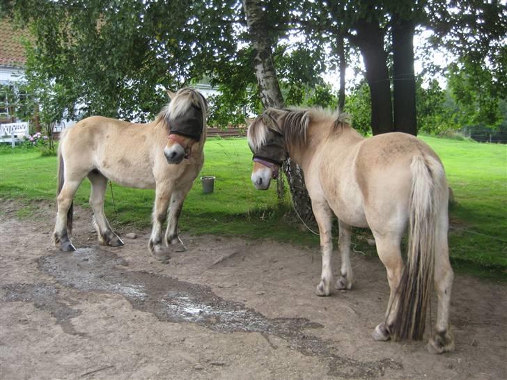 Fjordhest Tulle min gamle hest billede 10