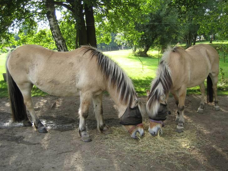 Fjordhest Tulle min gamle hest billede 11