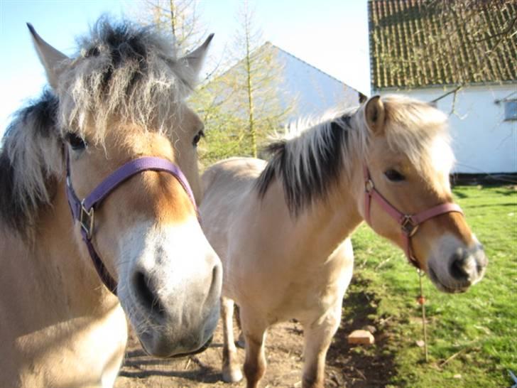 Fjordhest Tulle min gamle hest billede 12
