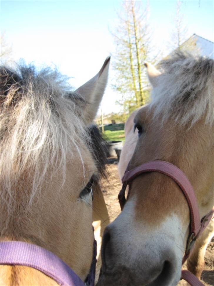 Fjordhest Tulle min gamle hest billede 13