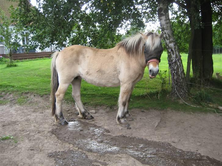Fjordhest Tulle min gamle hest billede 14