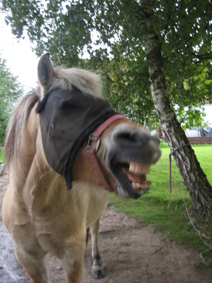 Fjordhest Tulle min gamle hest billede 15
