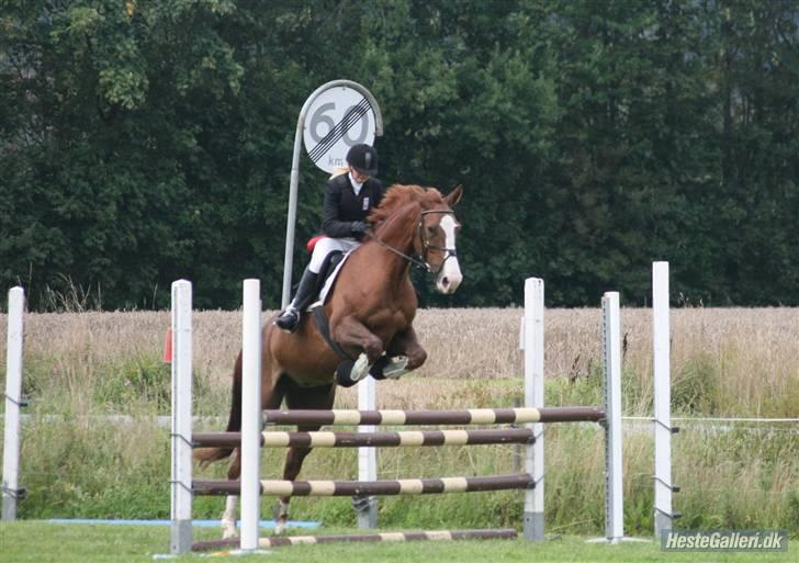 Dansk Varmblod Quadrifóglio - Stævne i Dronninglund, mig og Quas´ første Fotograf: Michael billede 8