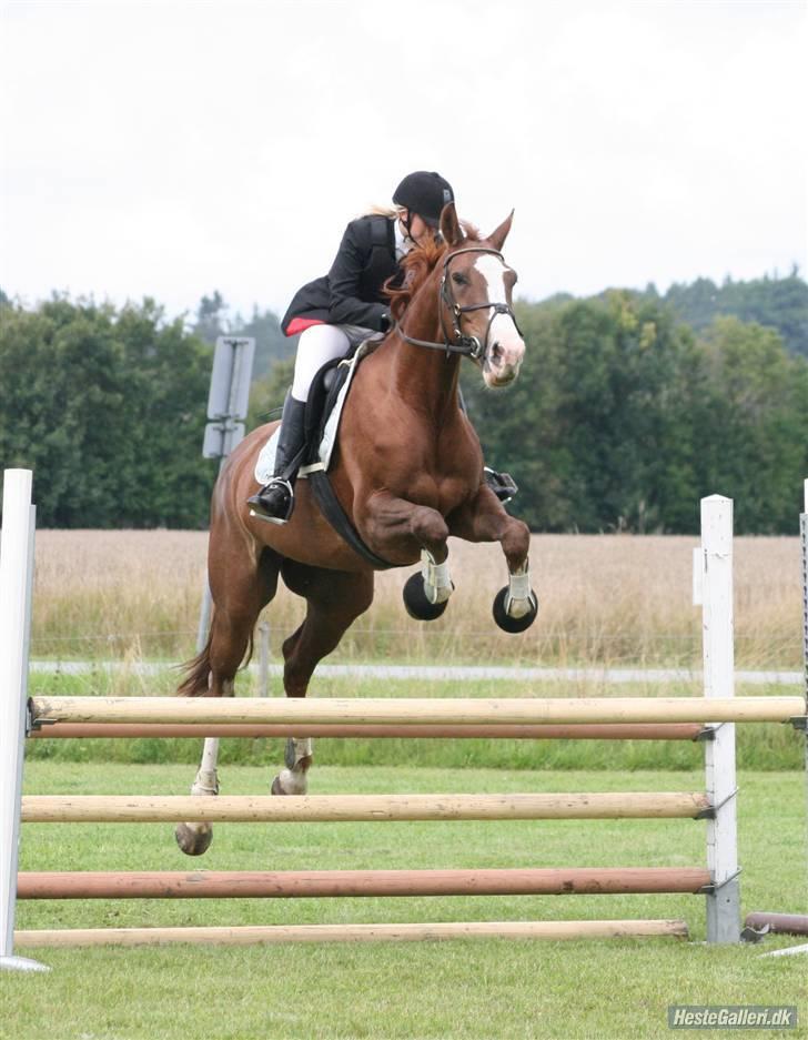 Dansk Varmblod Quadrifóglio - Stævne i Dronninglund, mig og Quas´ første Fotograf: Michael billede 9