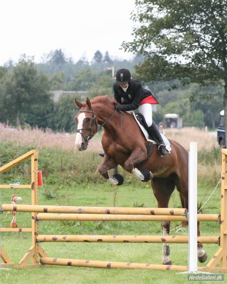 Dansk Varmblod Quadrifóglio - Stævne i Dronninglund, mig og Quas´ første Fotograf: Michael billede 11
