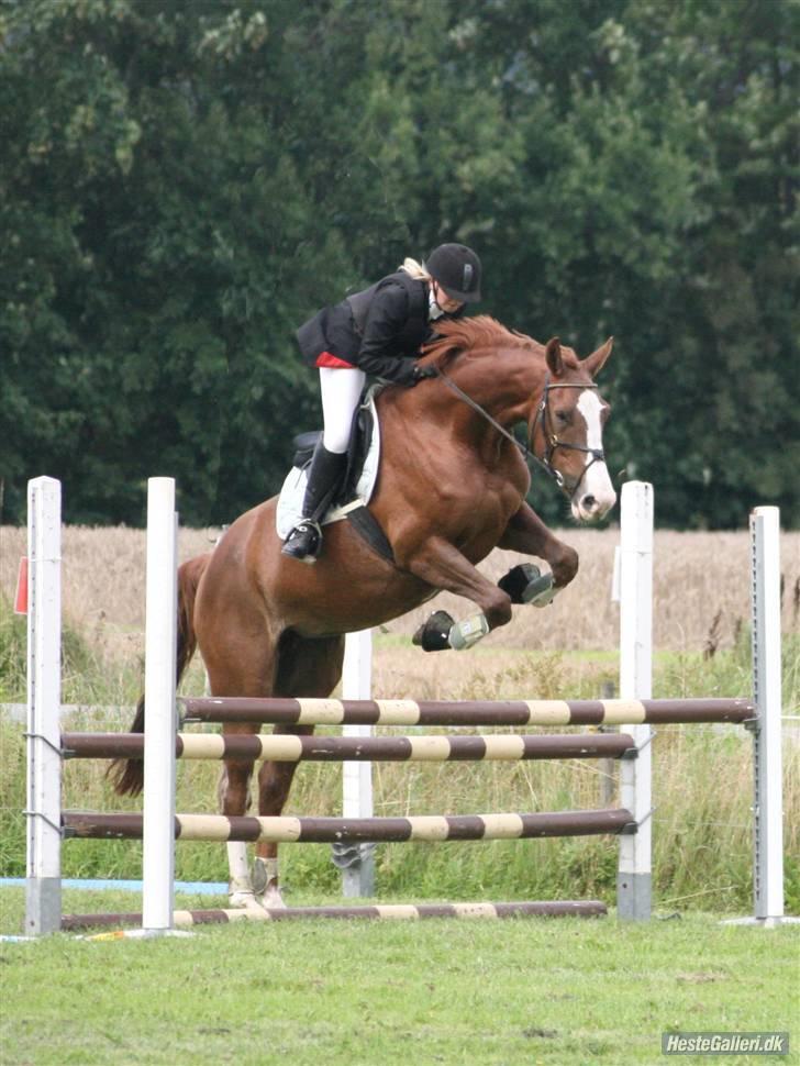 Dansk Varmblod Quadrifóglio - Stævne i Dronninglund, mig og Quas´ første Fotograf: Michael billede 12