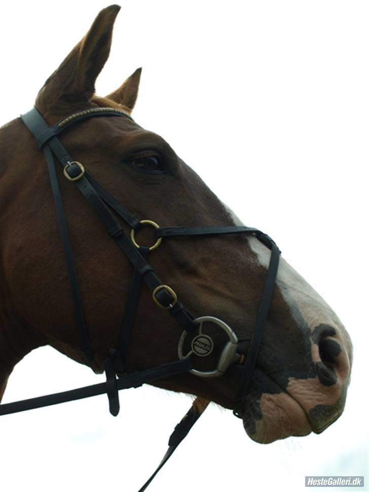 Dansk Varmblod Quadrifóglio - Quas i Dronninglund Fotograf: Susanne billede 13