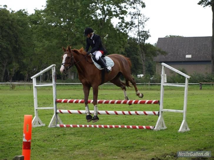 Dansk Varmblod Quadrifóglio - Ja ja vi kører vores egen stil:P Fotograf: Susanne billede 14