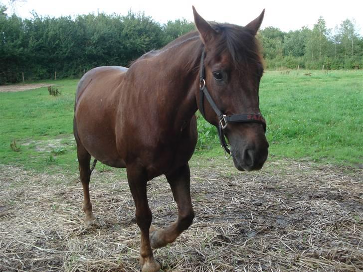 Anden særlig race Saigon *Solgt* billede 9