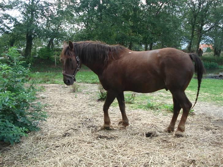 Anden særlig race Saigon *Solgt* billede 10