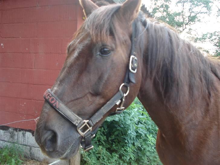 Anden særlig race Saigon *Solgt* billede 11