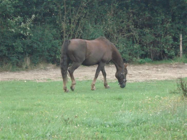 Anden særlig race Saigon *Solgt* billede 12