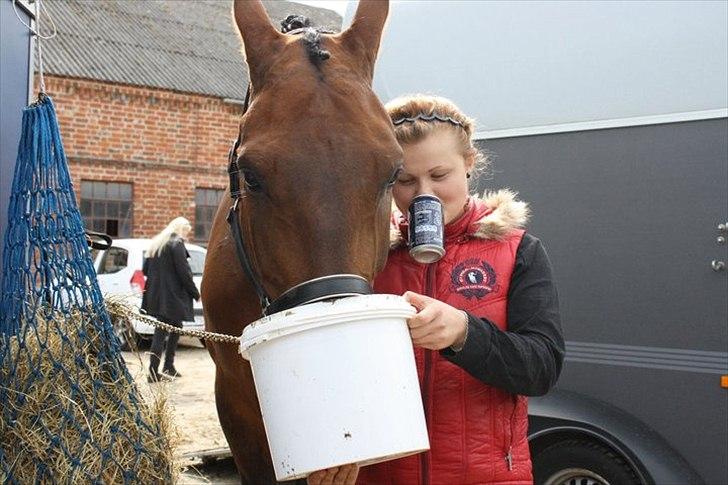 Zangersheide Goss Alfarvad Z billede 10