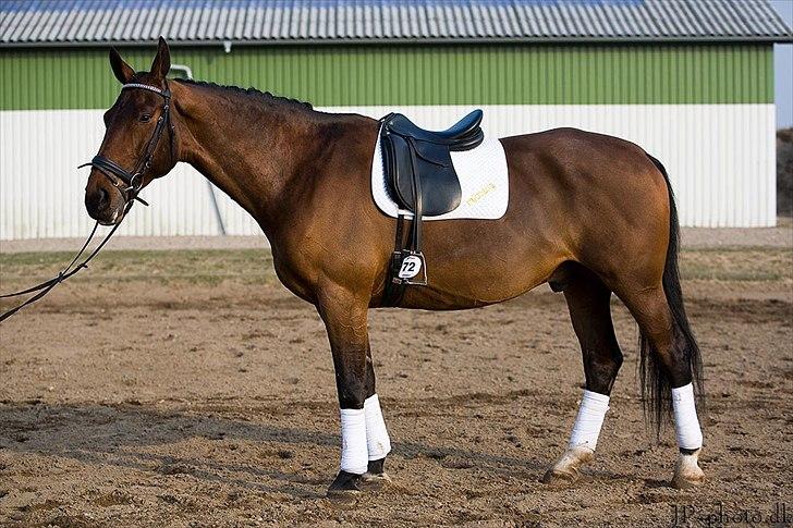 Zangersheide Goss Alfarvad Z billede 13