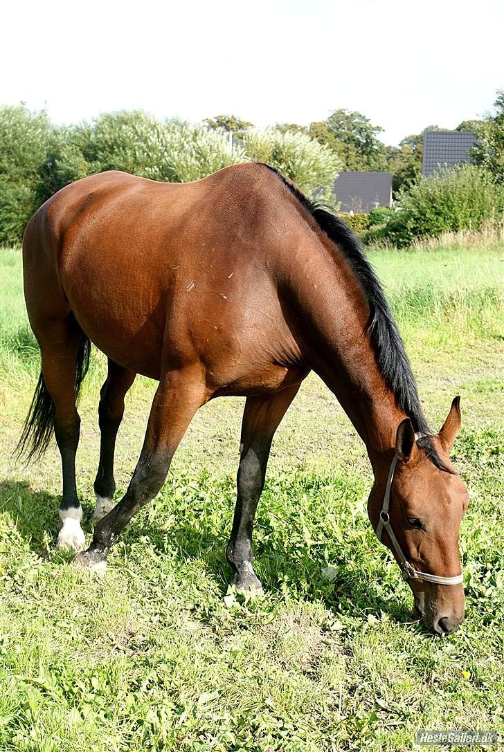 Zangersheide Goss Alfarvad Z - sommerbillede fra krogsgaard da han stod der. billede 18