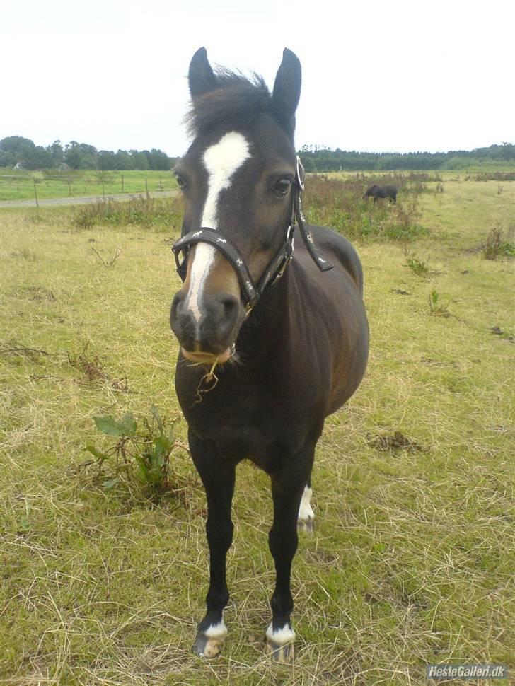 Welsh Pony (sec B) Lyngvejens Flicka(solgt) - smukke på fold<33 billede 14