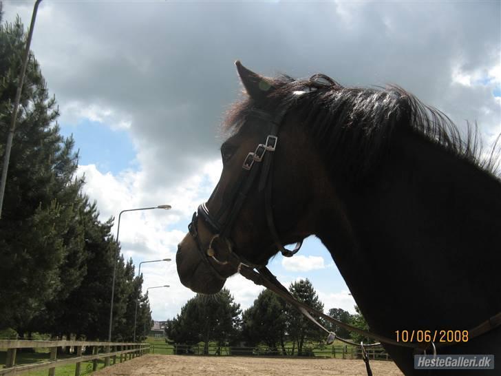 Welsh Pony (sec B) Lyngvejens Flicka(solgt) - lillle Flicka<33333333 elsker dig<33 billede 16