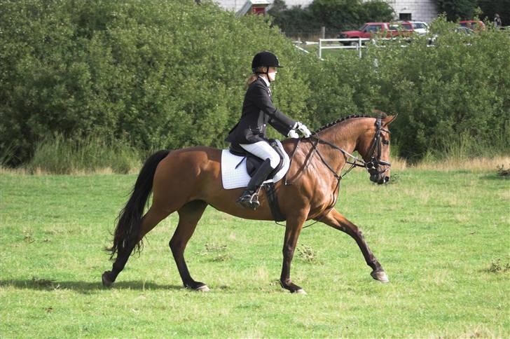 Dansk Varmblod Falypso Bell billede 15