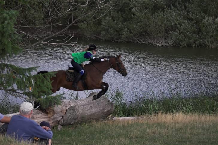 Dansk Varmblod Falypso Bell billede 16