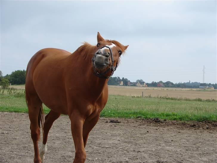 Hollandsk Varmblod Major Lucky shot billede 16