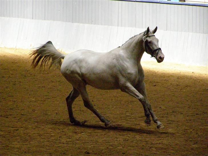 Knabstrupper Moonlight - Kåring 3/8 2008 billede 14