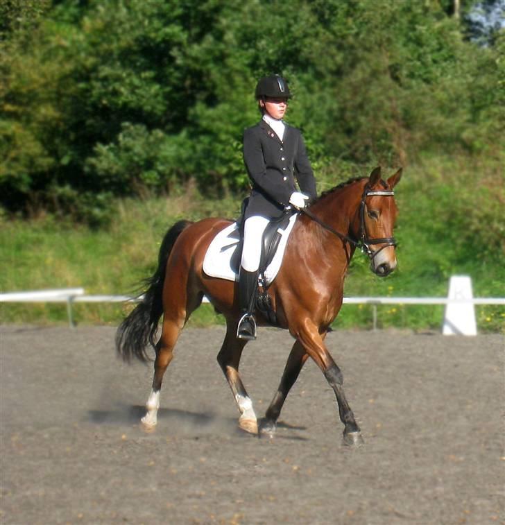 Anden særlig race Fernando B-pony - R.I.P... - stævne i BIG rideklub.. billede 1