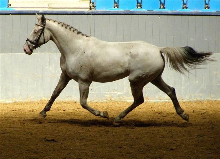 Knabstrupper Moonlight billede 15