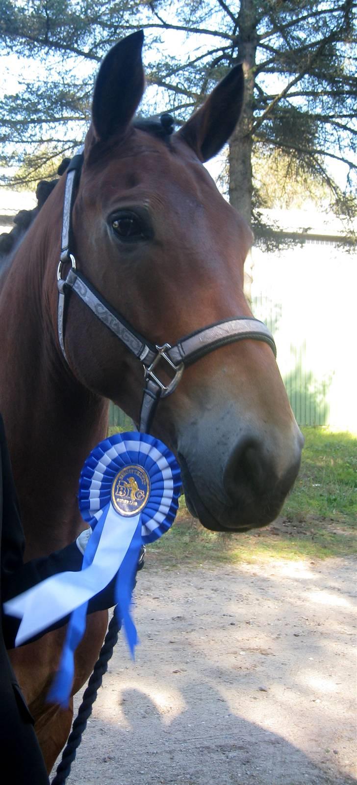 Anden særlig race Fernando B-pony - R.I.P... - fernando på stævne pladsen billede 2