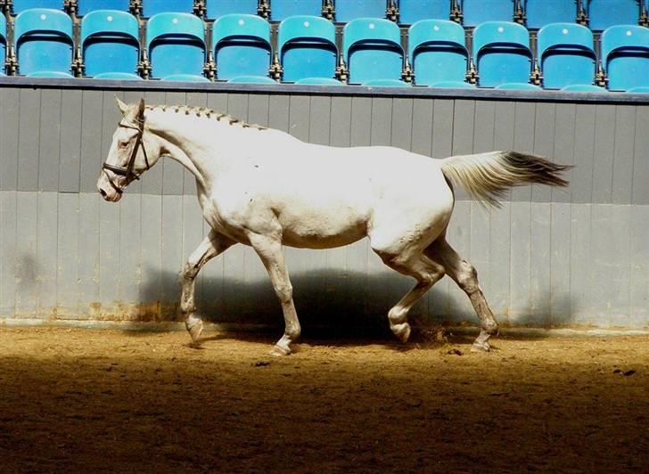 Knabstrupper Moonlight billede 16