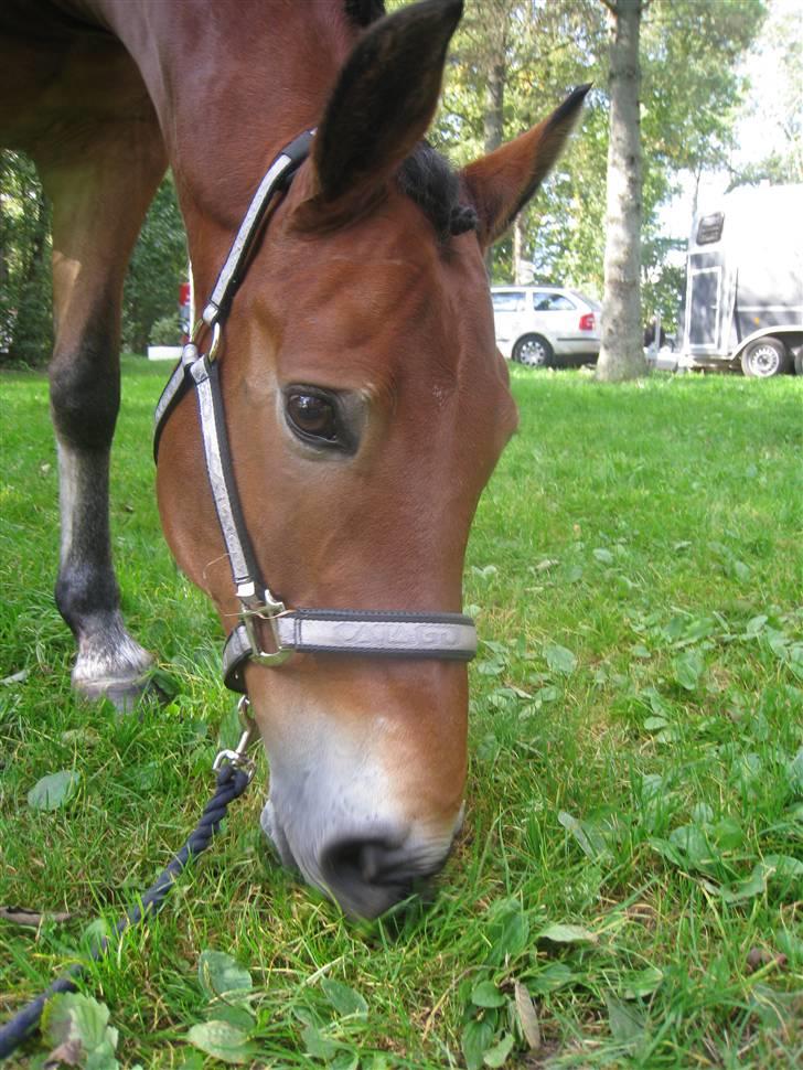 Anden særlig race Fernando B-pony - R.I.P... billede 3