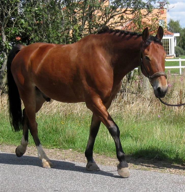 Anden særlig race Fernando B-pony - R.I.P... - Savner dig<3 billede 5