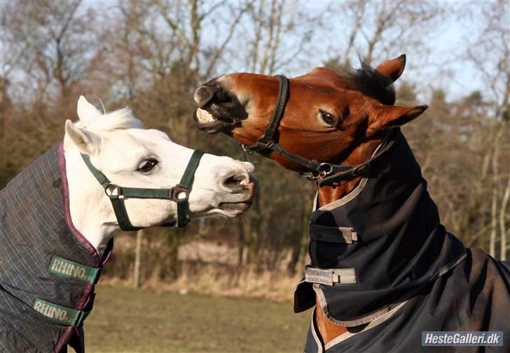 Anden særlig race Fernando B-pony - R.I.P... billede 6