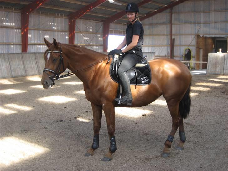 Dansk Varmblod Cocktail and Dreams SOLGT billede 8