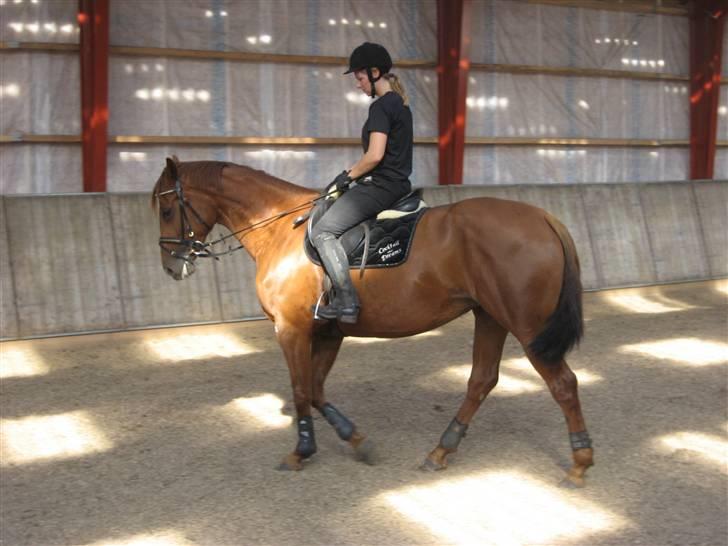 Dansk Varmblod Cocktail and Dreams SOLGT billede 9