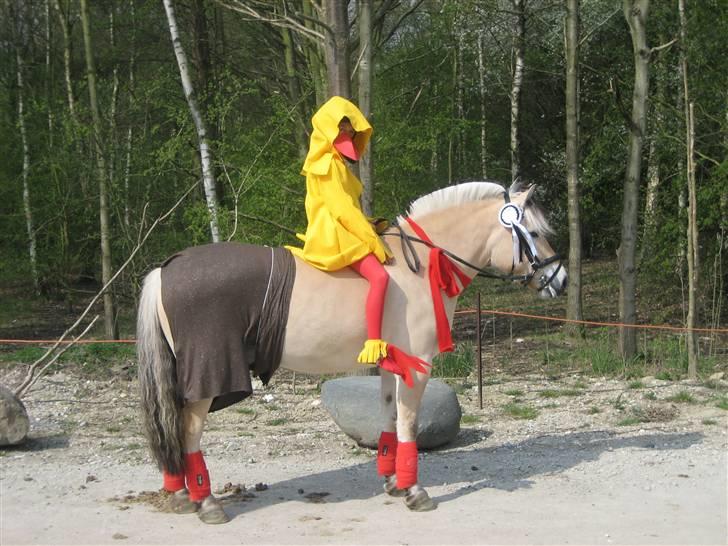 Fjordhest Laban *Min Bamse* <3 - "Bamse og Kylling" billede 10