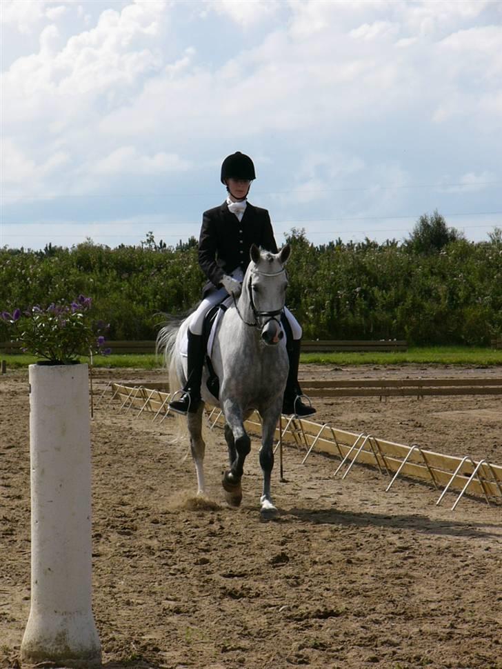 DSP Firhøjs Mancho billede 19