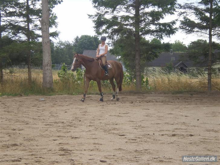 Anden særlig race Estrupvangs Poseidon billede 8
