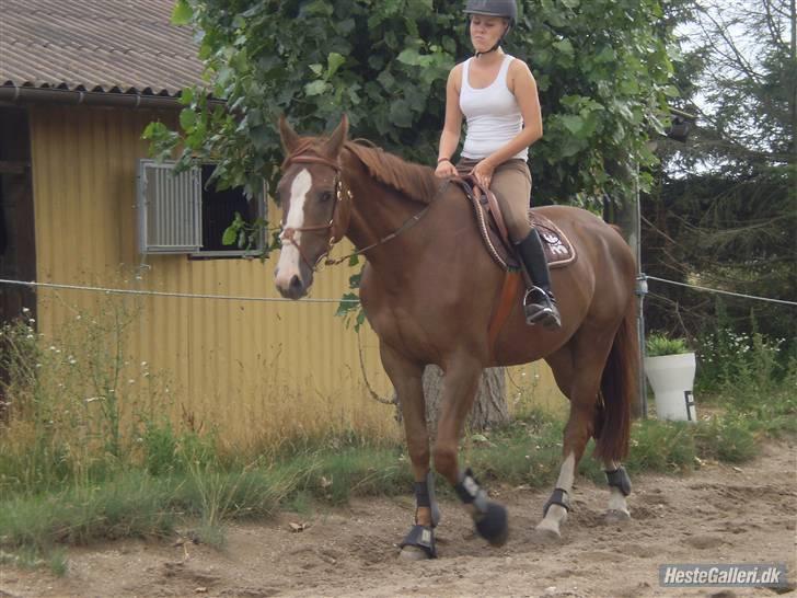Anden særlig race Estrupvangs Poseidon billede 9