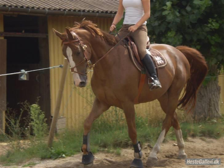 Anden særlig race Estrupvangs Poseidon billede 10