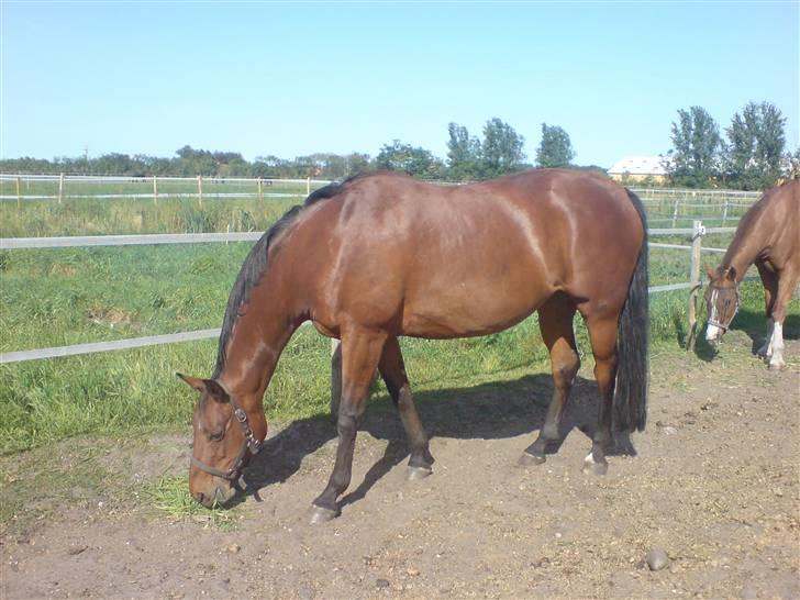 Dansk Varmblod Savannah billede 8