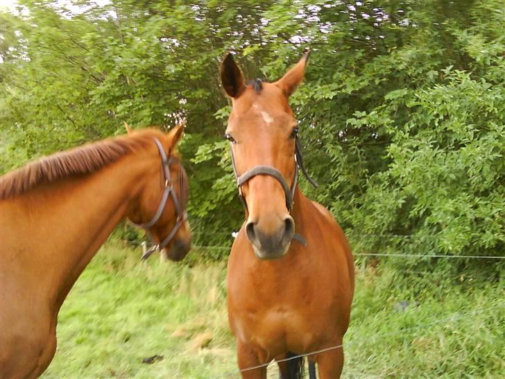 Dansk Varmblod Savannah - her er mig og min bror =D billede 9