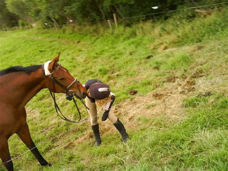 Dansk Varmblod Savannah - kyssss.... billede 10